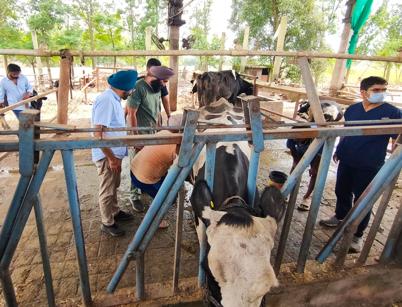 Vet Varsity Organizes Animal Welfare Campus in flood affected regions